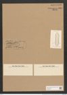 Dictyoneis panduraeformis Cleve (de-Toni-Nr.: Genus 2, Species 837) Zeichnungen Sammlung Grunow Nr. 1662 (NHMW-BOT-W0368518)